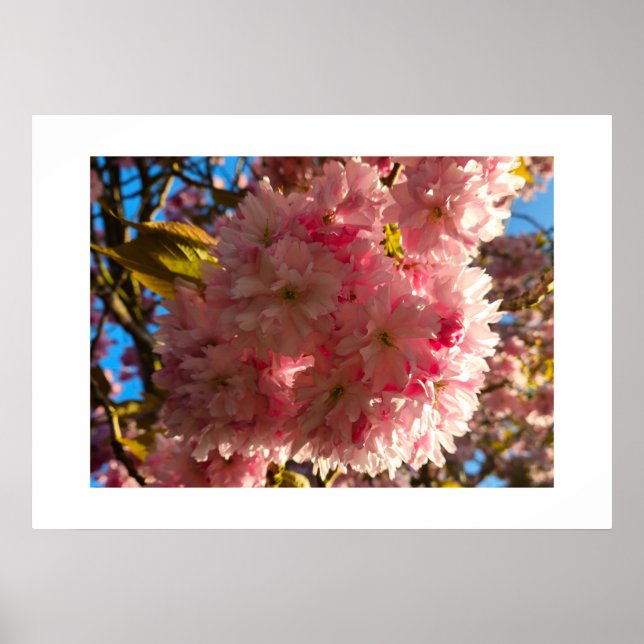 Poster Flor de cerejeira  (Frente)