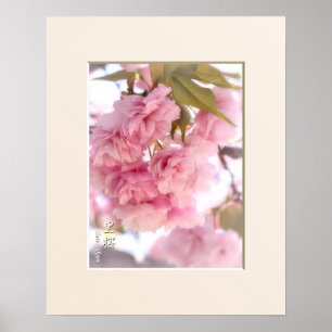 Pôster Flor de Cerejeira Dupla: Sato-zakura