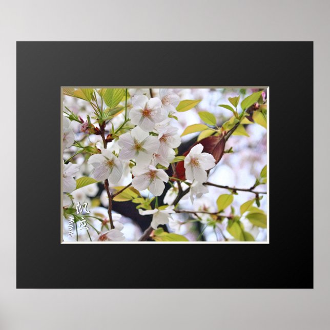 Poster Flor de Cerejeira: Hotate (Frente)