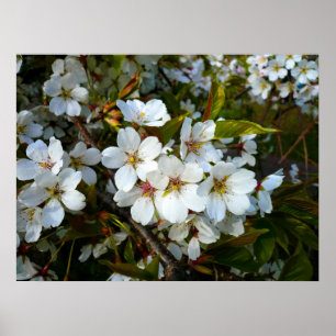 Pôster Flor de cerejeira II