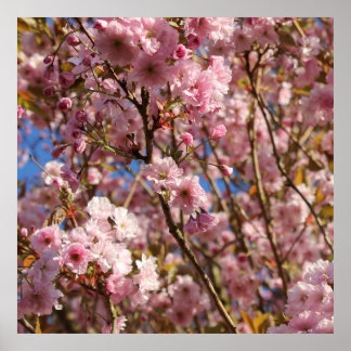 Poster Flor de Cerejeira Rosa da Primavera