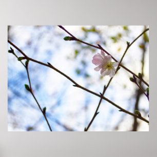 Poster Flor de Cerejeira Sakura em um Galho
