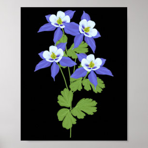 Poster Flor de Columbine do Colorado Flor Silvestre Natur
