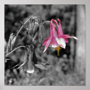 Poster Flor de Columbine Preto e Branco com Cor Parcial