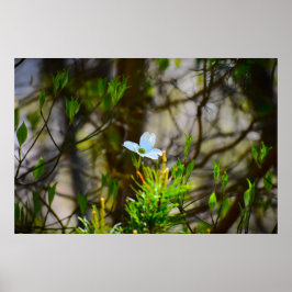 Poster Flor de Corniso,