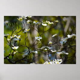 Poster Flor de Corniso,