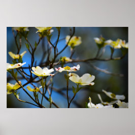 Poster Flor de Corniso,