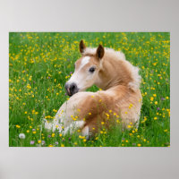 Flor De Corvo De Haflinger, Foto Animal