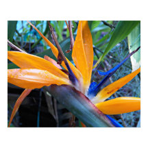 Flor de Crane Tropical Fotográfica