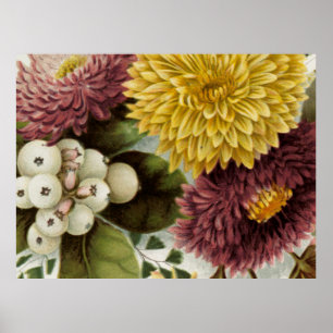 Poster Flor de Crisântemo Mum Floral