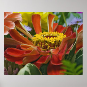 Poster Flor de crisântemos