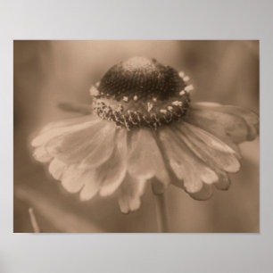 Poster Flor De Daisy Zinnia Suave Na Sépia Vintage