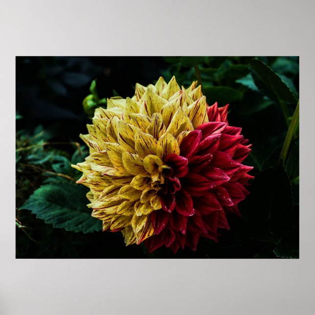 Pôster Flor de dália (Frente)