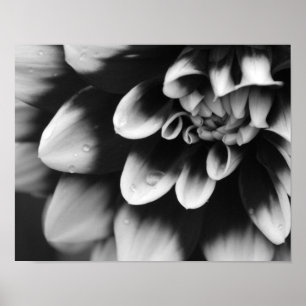 Pôster Flor de Dália Preta e Branca