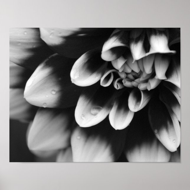 Pôster Flor de Dália Preta e Branca (Frente)