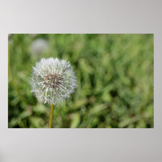 Poster Flor de dandelion branco sobre grama verde (Frente)
