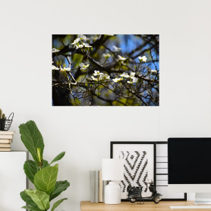 Poster Flor de Dogwood,