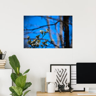 Poster Flor de Dogwood,