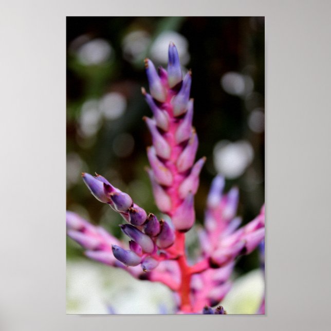 Poster Flor de Embrulhamento Roxo (Frente)