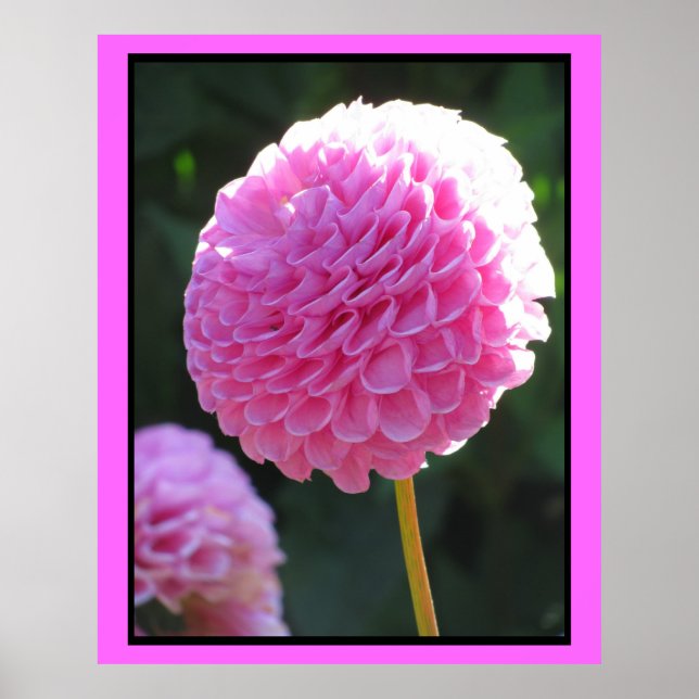 Poster Flor de esfera rosa (Frente)