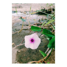 Flor De Espinafres De Água Na Barragem