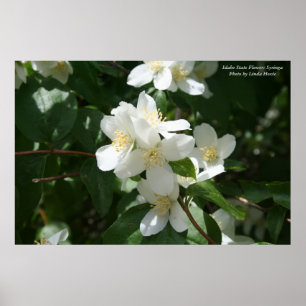 Pôster Flor de estado de Idaho: Syringa