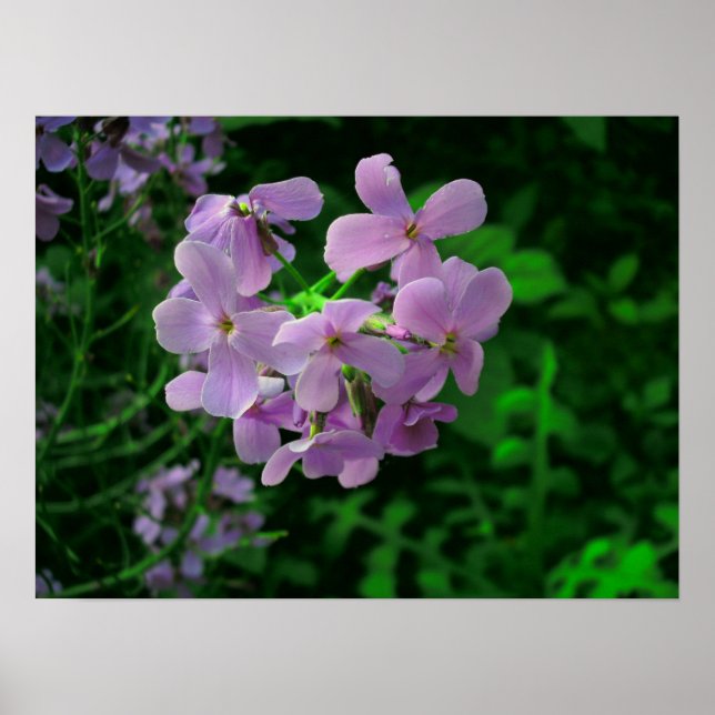 Pôster Flor de Foguete da Dame (Frente)