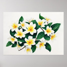 Poster Flor de Frangipani em Aquarela Branca e Amarela