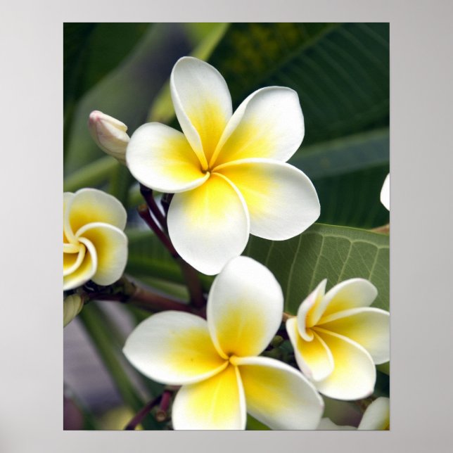 Pôster flor de frangipani Ilhas Cook (Frente)