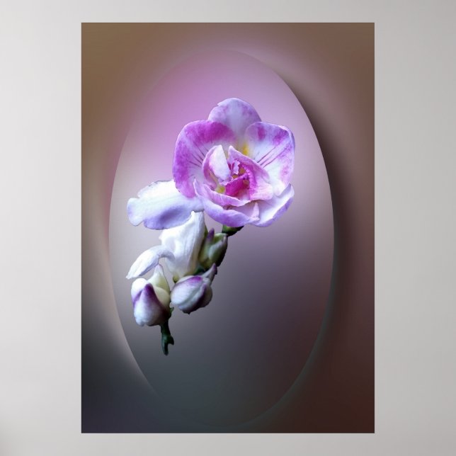 Poster flor de freesia rosa (Frente)