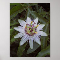 Flor de Fruta de Paixão