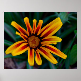 Poster Flor de Gazania