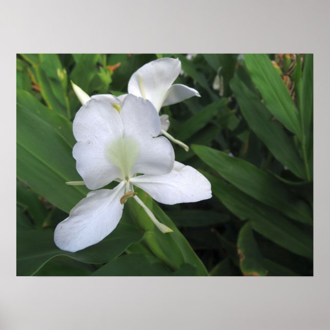 Poster Flor de Gengibre Branco Havaiano (Frente)
