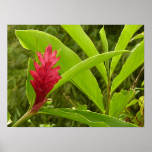 Pôster Flor de Gengibre Vermelho (Alpinia) Tropical