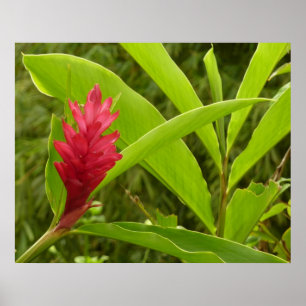Pôster Flor de Gengibre Vermelho (Alpinia) Tropical