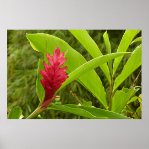 Pôster Flor de Gengibre Vermelho (Alpinia) Tropical