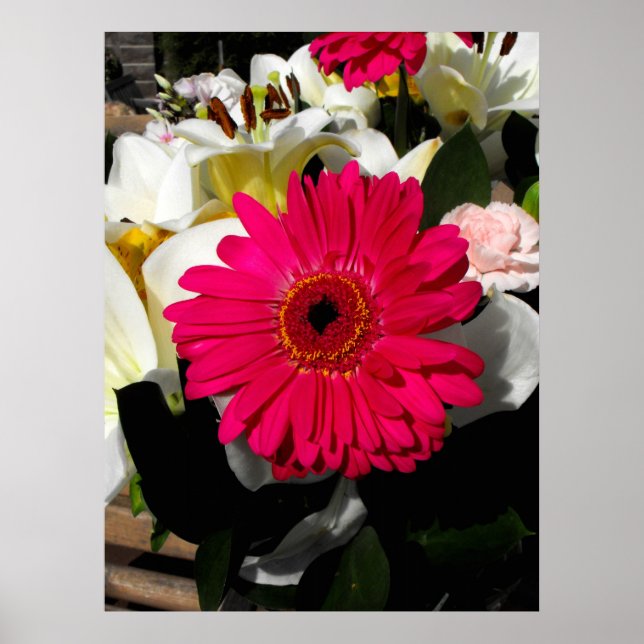 Pôster Flor de Gerbera em um punhado de flores (Frente)
