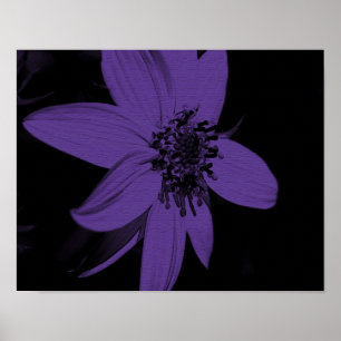 Poster Flor de Girassol Roxo Abstrato