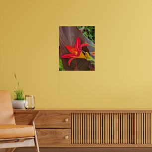 Poster Flor de Hemerocallis Laranja e Folha da Planta