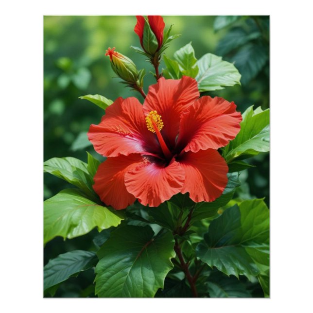 Pôster Flor De Hibisco Vermelho Vibrante Com Folhas-4369 (Frente)