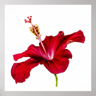 Pôster Flor de Hibisco Vermelho Vista Lateral Fundo Branc