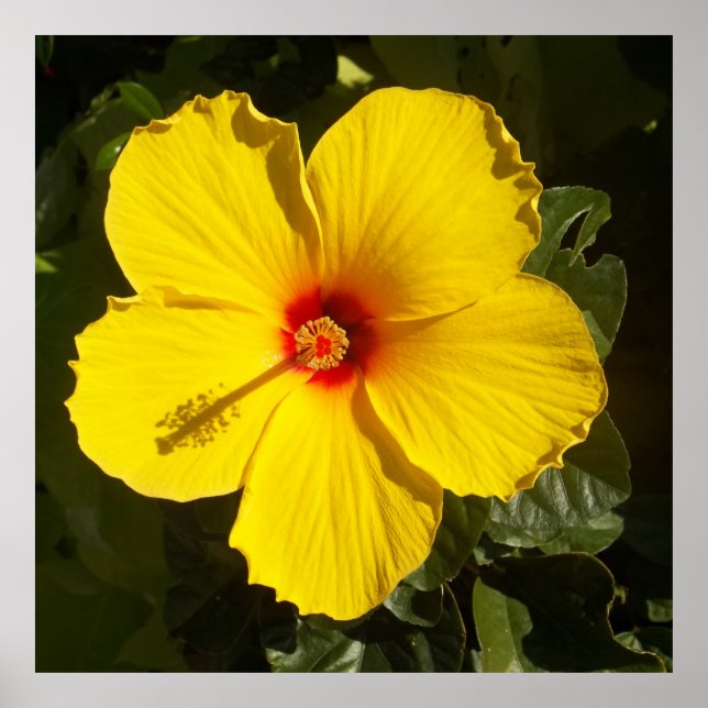 Pôster Flor de Hibiscus Amarelo (Frente)