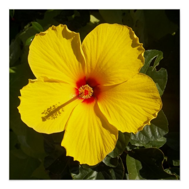 Pôster Flor de Hibiscus Amarelo (Frente)