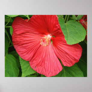Pôster Flor de Hibiscus Brilhante Magenta