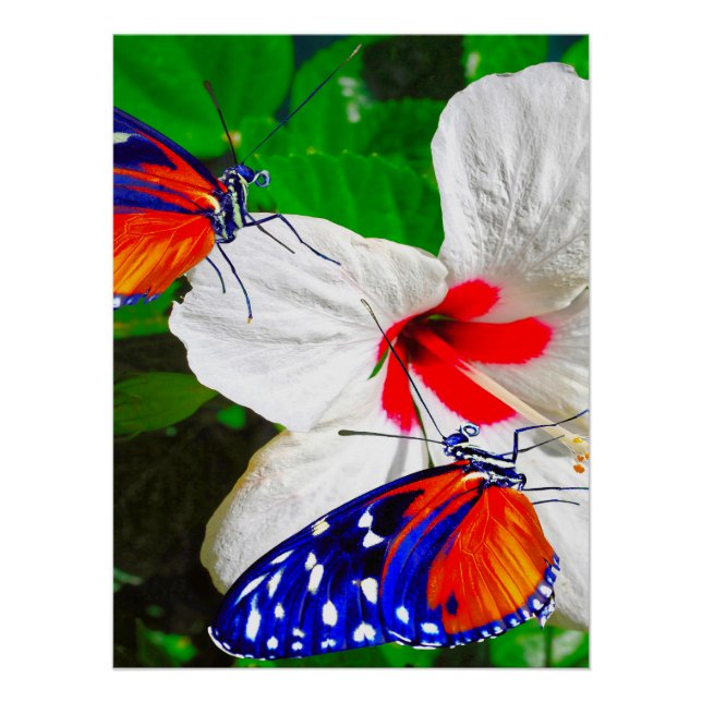Pôster Flor de Hibiscus com 2 borboletas de Tigre (Frente)