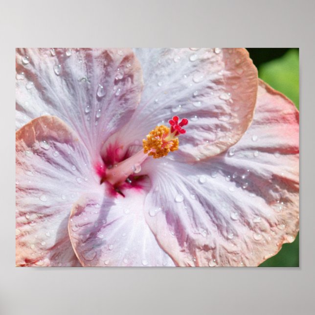 Pôster Flor de Hibiscus com Dew (Frente)