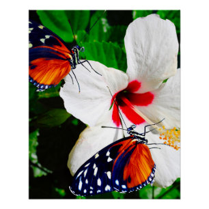 Pôster Flor de Hibiscus com Tiger Longwing Poster brilhan