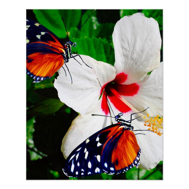 Pôster Flor de Hibiscus com Tiger Longwing Poster brilhan (Frente)