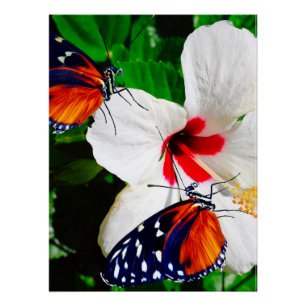 Pôster Flor de Hibiscus com Tiger Longwing Poster brilhan