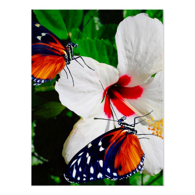 Pôster Flor de Hibiscus com Tiger Longwing Poster brilhan (Frente)